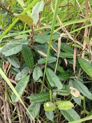 Elaeagnus lanceolata