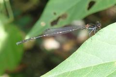 Prodasineura autumnalis