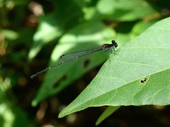 Prodasineura autumnalis
