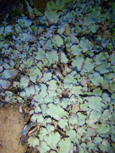 Representative image of Plagiochasma rupestre rupestre