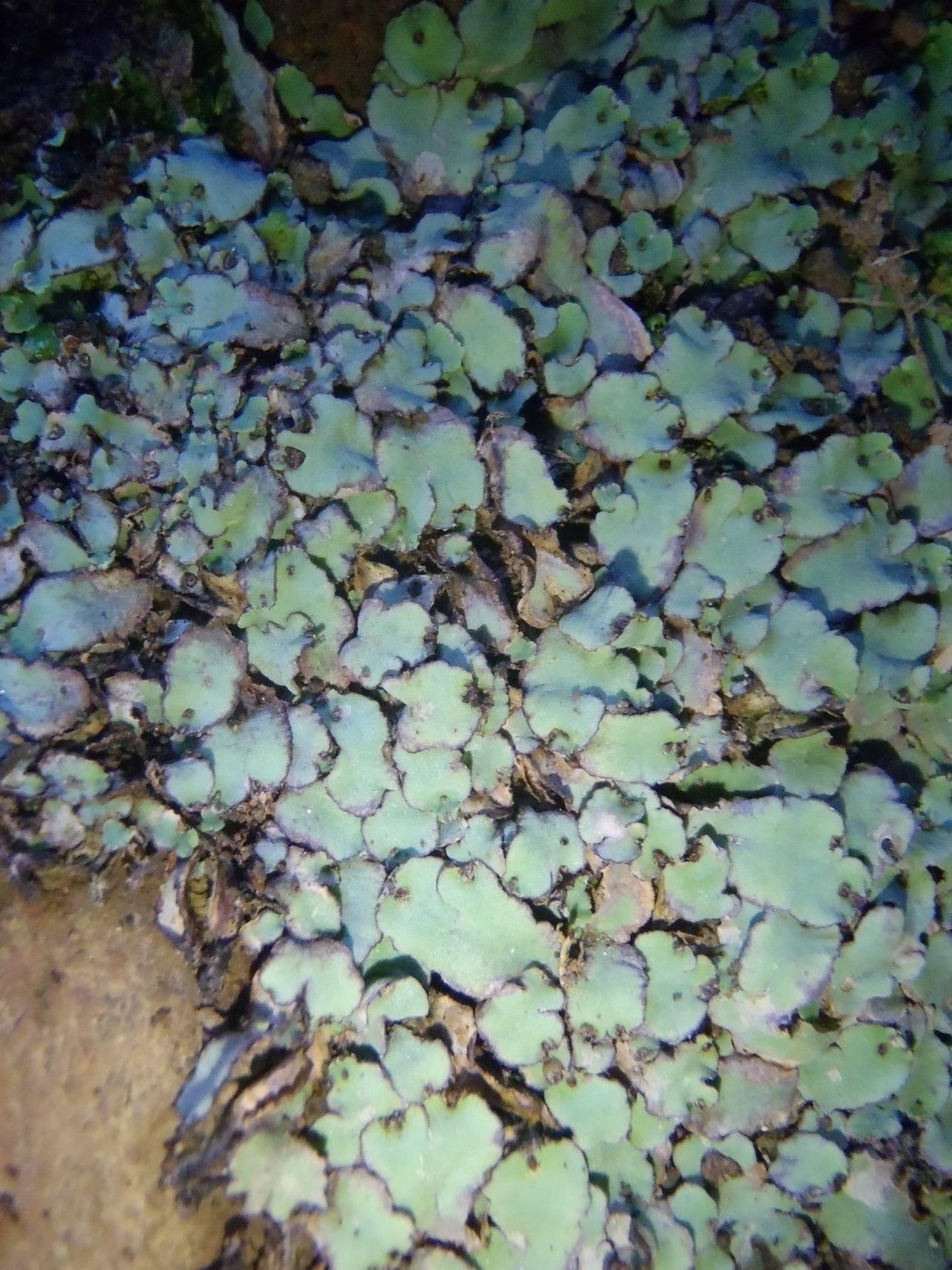 Plagiochasma rupestre var. rupestre