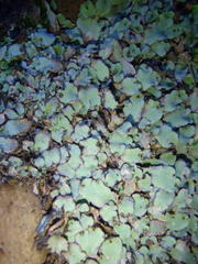 Plagiochasma rupestre rupestre