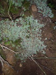 Plagiochasma rupestre rupestre