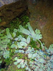 Plagiochasma rupestre rupestre