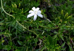 Jasminum angulare