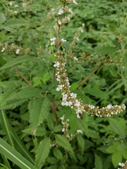 Vitex negundo cannabifolia