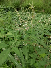 Vitex negundo cannabifolia
