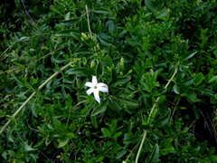 Jasminum angulare