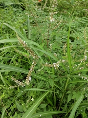 Vitex negundo cannabifolia