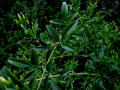 Jasminum angulare