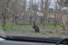 Osphranter robustus robustus
