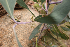 Acacia obliquinervia