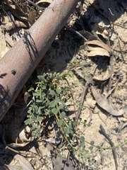 Swainsona microphylla