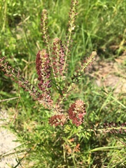 Lepidium africanum