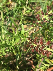 Lepidium africanum