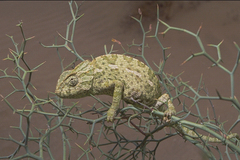 Chamaeleo chamaeleon chamaeleon