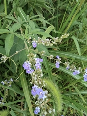 Vitex negundo heterophylla