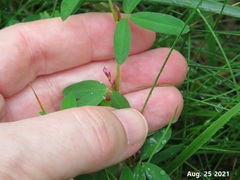 Kummerowia stipulacea