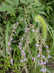 Vitex negundo heterophylla