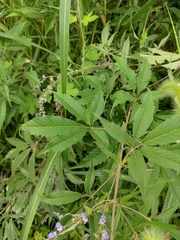 Vitex negundo heterophylla