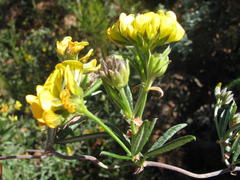 Rhynchosia chrysoscias