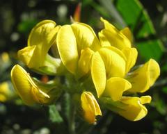 Rhynchosia chrysoscias