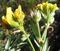 Rhynchosia chrysoscias