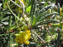 Rhynchosia chrysoscias