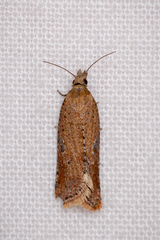 Constrictana constrictana