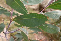 Acacia obliquinervia