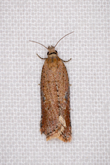 Constrictana constrictana