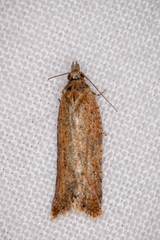 Constrictana constrictana