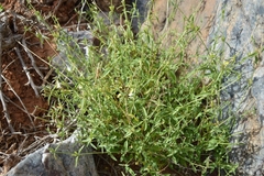 Acrotome pallescens