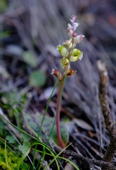 Lachenalia membranacea