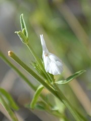Acrotome pallescens