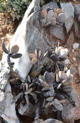 Adromischus