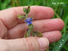 Crotalaria sessiliflora