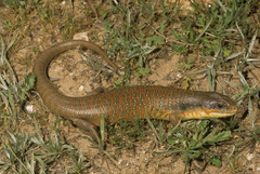Eumeces algeriensis