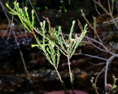 Staavia phylicoides