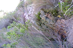 Staavia phylicoides