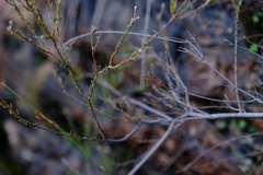 Staavia phylicoides