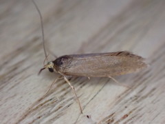 Crassa unitella