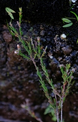 Staavia phylicoides