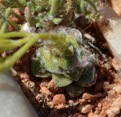 Anacampseros retusa