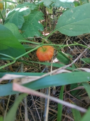 Alkekengi officinarum