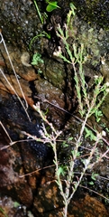Staavia phylicoides