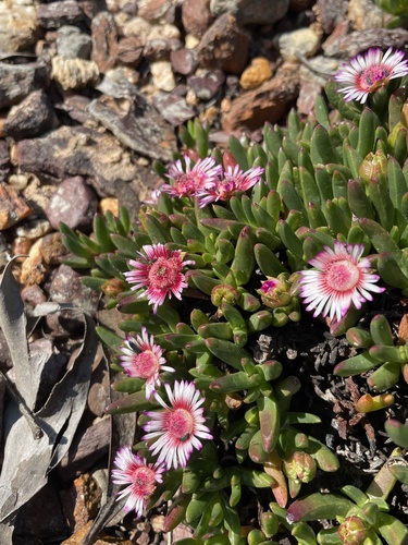 Acrodon parvifolius (Acrodon parvifolius)