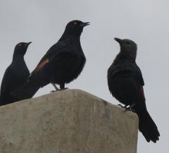 Onychognathus nabouroup