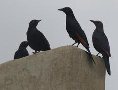 Onychognathus nabouroup