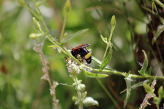 Scolia erythrocephala